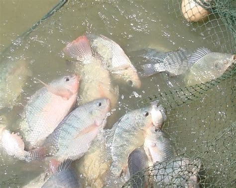 Fish farming in Uganda