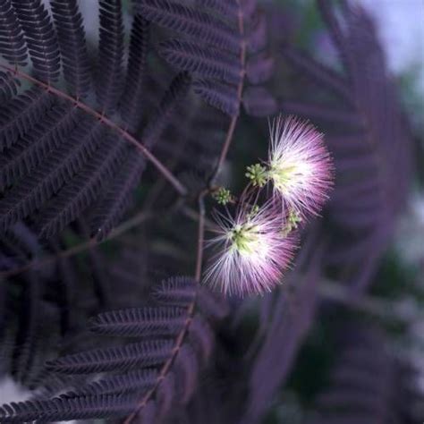 Albizia Julibrissin Summer Chocolate Albizia Summer Chocolate