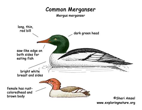 Merganser (Common)