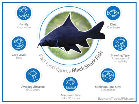 Black Shark Fish: All You Need To Know