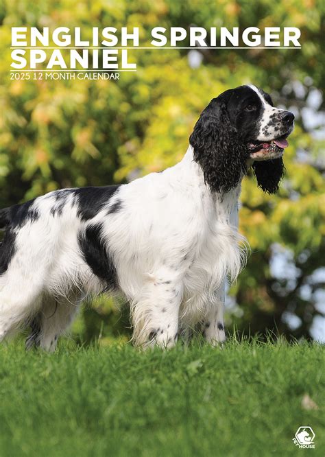 Engelse Springer Spaniel A Kalender Kopen Bestel Eenvoudig