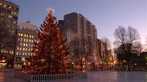 Christmas Tree For Boston Coming From Antigonish County