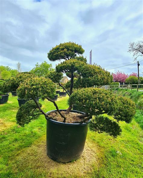 Pinus Mugo Winter Gold Bonsai Specimen Caragh Nurseries