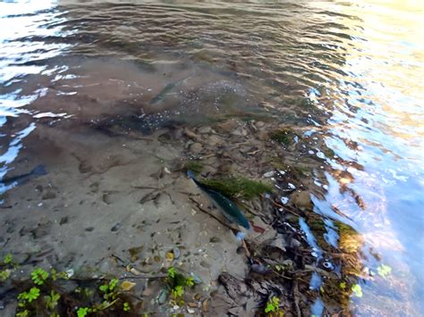 Capturas En El Coto Intensivo Sociedad Riojalte A De Caza Y Pesca