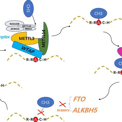 The Process Of M⁶a Rna Modification The Installation Removal And