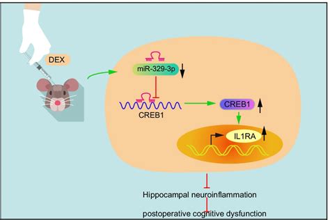 Mechanism Underlying The Role Of DEX In Affecting The Postoperative