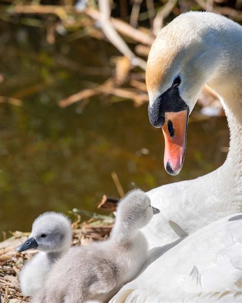 What Is a Baby Swan Called? - Facts and Pictures!