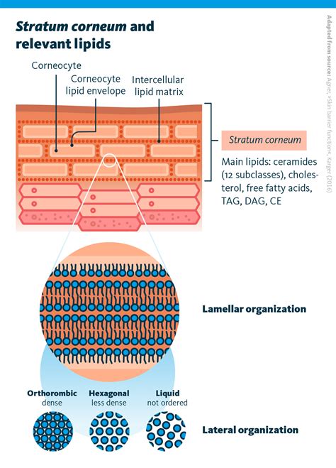 Lipidomics In Stratum Corneum Research Lipotype Gmbh