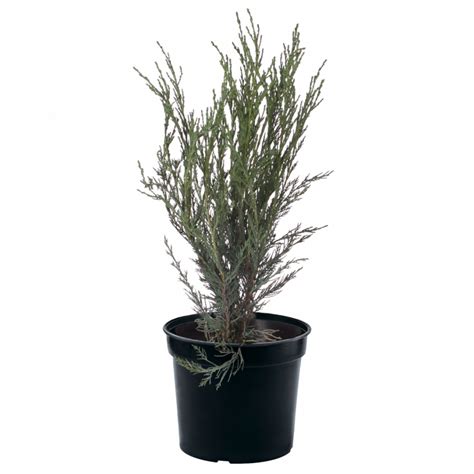 Можжевельник скальный "Moonglow" | 2 700р. | покупайте в садовом центре ...