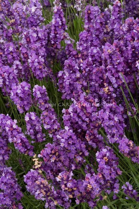 Lavandula Angustifolia Imperial Gem English Lavender Garden Photos