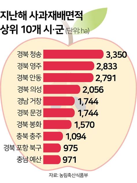 큰 일교차가 빚어낸 청량한 맛 청송 사과 넘볼 곳 있나요 한국일보