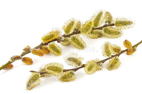 Blossoming Pussy Willow Twig Isolated On White Background Stock Image Image Of Blossoming