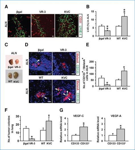 Cxcr4 Signaling Regulates Metastasis Of Chemoresistant Melanoma Cells