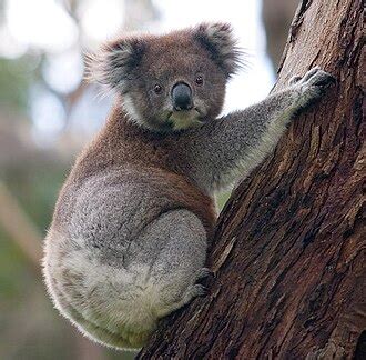 marsupial wikipedia