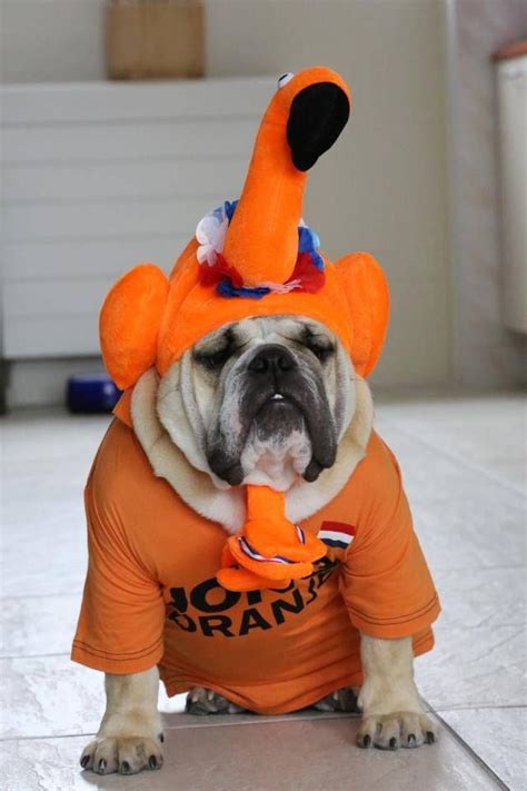 17 Best images about Funny #Bulldogs' #costumes on Pinterest | Best ...