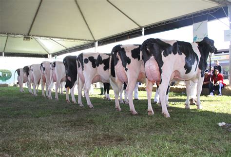 Sindilat E Embrapa Gado De Leite Promovem Workshop Focado Nos Sistemas