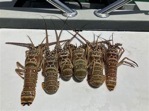 LOBSTER MINI SEASON IN THE FLORIDA KEYS SEES MAJOR VIOLATIONS