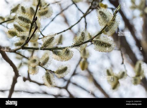 Flowering Catkins On A Light Sky Background Pussy Willow Grey Willow Goat Willow Stock Photo