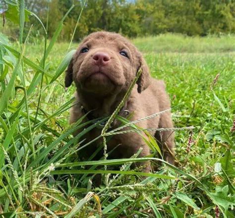 15 Adorable Photos Of Chesapeake Bay Retriever Puppies With Pure Beauty ...