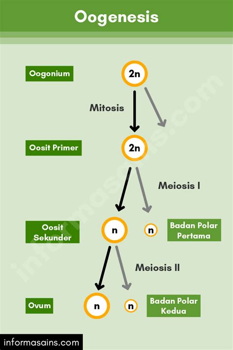 10 Perbedaan Spermatogenesis Dan Oogenesis Tabel Materi Kimia Unamed