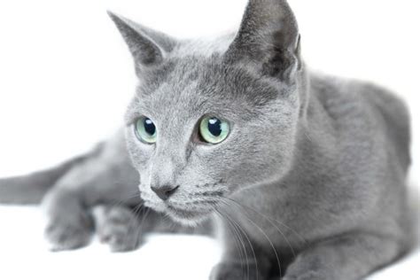 Russian Blue Cat Breed Information and Photos | ThriftyFun