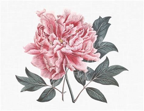 Flower Clipart Pink Peony Botanical Illustration Etsy