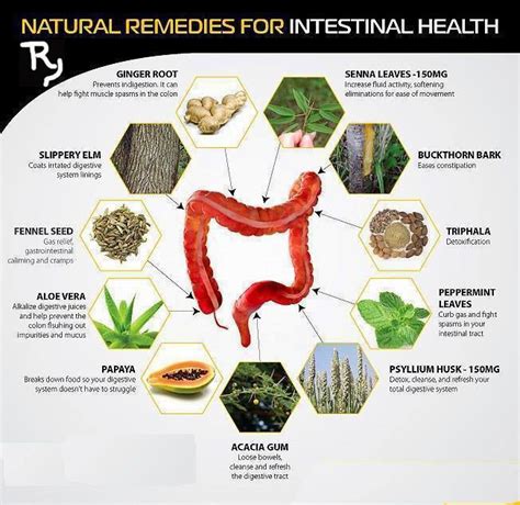 Try2reachgoal Natural Remedies For Intestinal Health