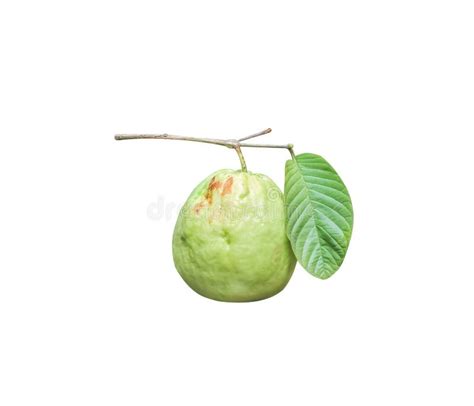 Guava Tropiacl Fruit Or Fresh Psidium Guajava With Stem And Green Leaf