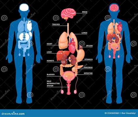 Disposizione Degli Organi Interni Di Anatomia Umana Illustrazione