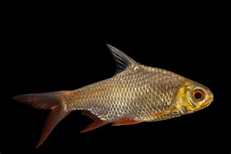 Red Tailed Tinfoil Barb