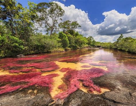 Lais Puzzle Cano Cristales Fluss der fünf Farben La Macarena Meta