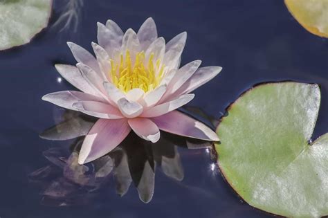 Benefits Of Water Lily Flower | Best Flower Site