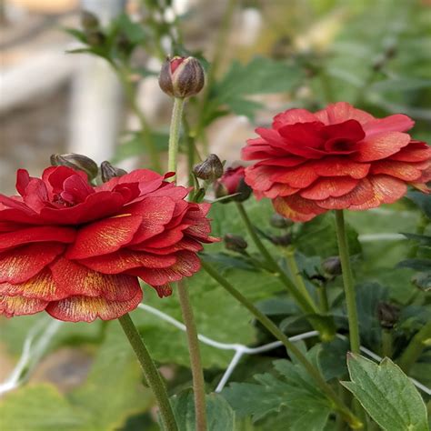 Ranunculus Butterfly™ Make Me Bloom