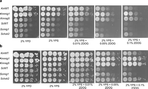 Growth Comparison Of Kluyveromyces Marxianus And Saccharomyces