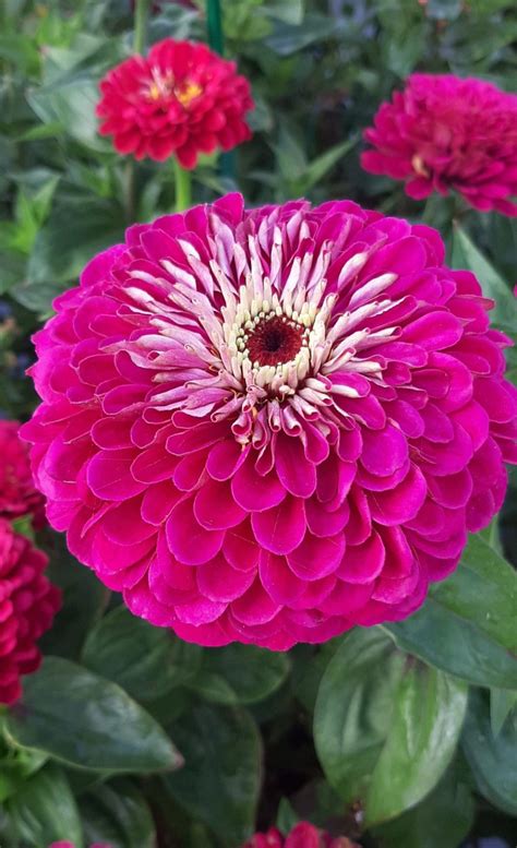 Zinnia Elegans Benary Giant Wine Muller Seeds