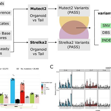 A Raw Reads From Paired End Bp Illumina Sequencing Were Processed