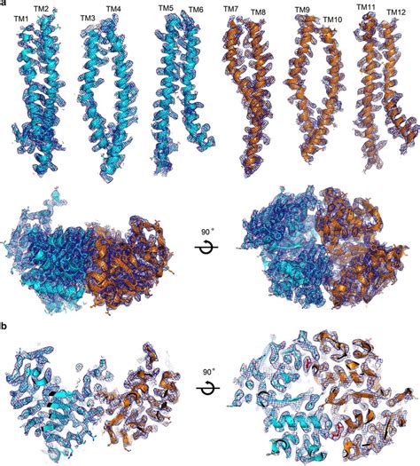 Cryo EM Map And Model The Model Of Nucleotide Bound ABCB4 Built