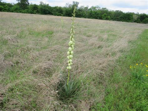 Arkansas Yucca Wildflowers Of Eisenhower State Park · Inaturalist