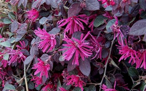 Purple Pixie Loropetalum Quart Shrub Groundcover Loropetalum