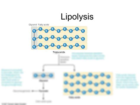 Solution Beta Oxidation Of Fatty Acids Lecture Studypool