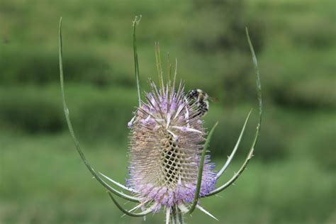 Dipsacus Fullonum