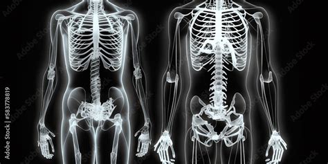 X-ray of human body: An image of the human body, including bones and ...