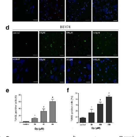 Delphinidin Induced Apoptosis In MDA MB 453 And BT474 Cells A CCK 8