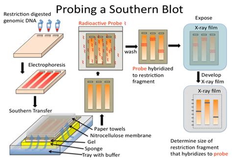 8.6: DNA Analysis: Blotting and Hybridization - Biology LibreTexts
