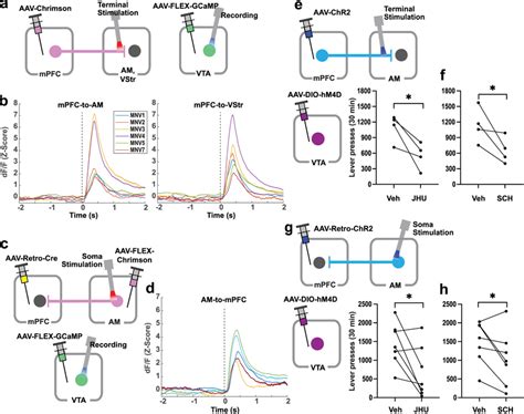 Mpfc To Am Neurons Or Am To Mpfc Neurons Regulate The Activity Of Vta