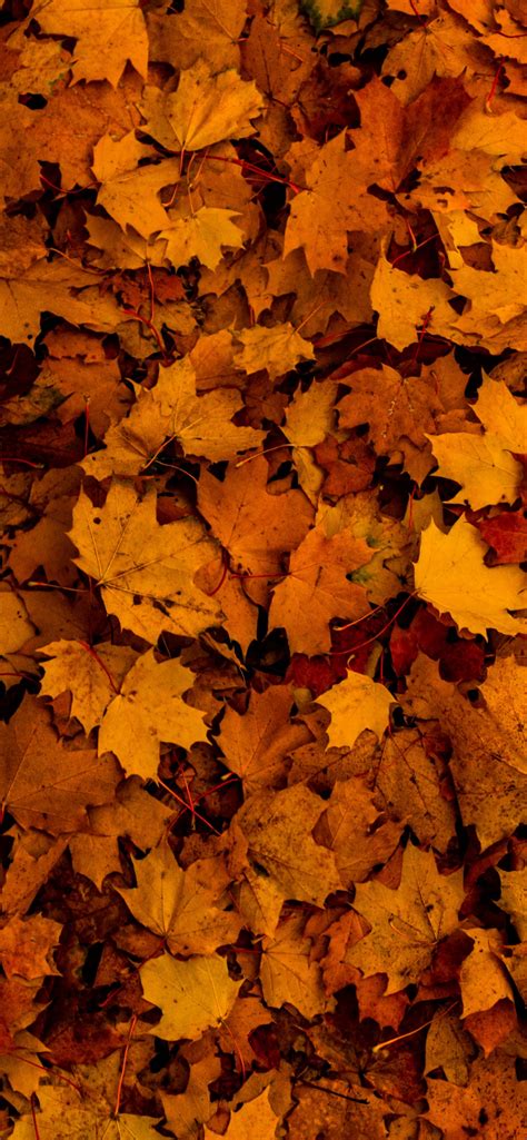 Fallen Leaves Wallpapers Wallpaper Cave