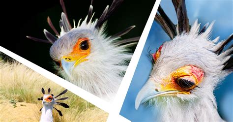 The Secretary Bird Is The World’s Sexiest Bird