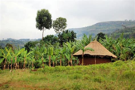 African Village A Grass Hut In The Village Of Kapchorwa In Uganda East