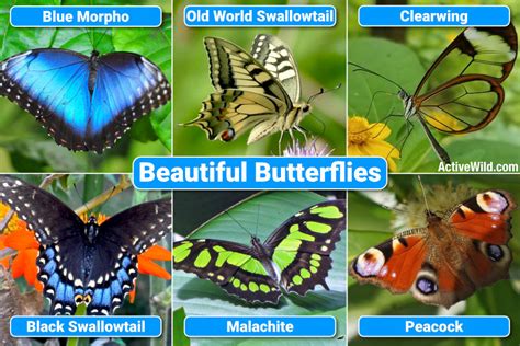 The World's Most Beautiful Butterflies: Pictures & Facts