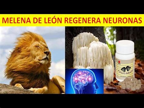 DXN MELENA DE LEÓN beneficios para la Neurogénesis Alzheimer y el